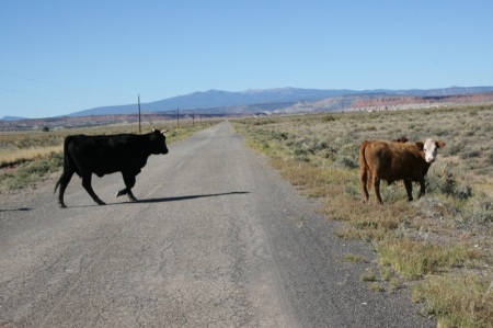 mucche attraversano la strada
