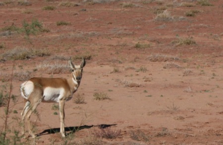 antilope ci guarda incuriosita